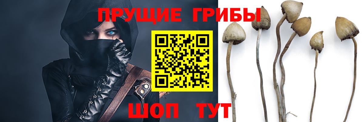 Псилоцибиновые грибы мицелий  наркота  Ижевск  Вход с VPN 